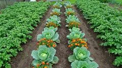 Zašto se ova pet para biljaka međusobno uništavaju u vrtu