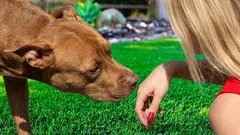 Zašto vaš pas ne voli određene ljude – što miris, glas i iskustvo zaista otkrivaju