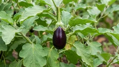 Umor nakon sadnje patlidžana: kako obnoviti tlo i što tamo može rasti