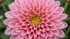 Nemojte bacati krizanteme nakon cvatnje: što učiniti da cvatu više od jedne sezone