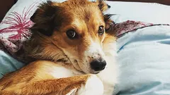 Kako prepoznati da vam pas ne vjeruje: tri navike koje zamjenjujete s poslušnošću