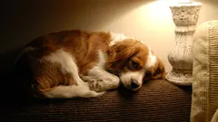 Trebate li ostaviti svjetla upaljena kad je vaš pas sam kod kuće?