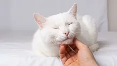 Mačka smatra da su ove četiri vrste ljudi njezini, dok su ostali samo sluge.