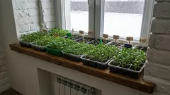 Zašto bi se ovi cvjetovi trebali sijati za sadnice u siječnju? Popis cvjetova za sijanje u siječnju!