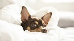 Zašto pas spava na jastuku svog vlasnika? Pogreška u odgoju ili znak ljubavi?