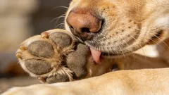 Moj pas liže šape: najčešći uzroci i što učiniti kod kuće