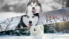 Ne boje se hladnoće: 6 pasmina pasa stvorenih za snježne zime