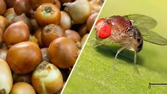  Riješio sam se muha na lukovima i cvijeću običnim vinskim čepom (i preporučujem da i vi to učinite – djeluje!).