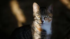 Da li mačka pamti što se dogodilo jučer ili živi dan za danom?