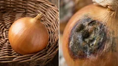 Mnogi ljudi čine ovu pogrešku. Ako pored luka pohranite luk, on će istrunuti.