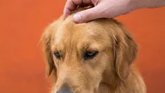 10 zabranjenih stvari za vlasnike pasa: pogreške koje ometaju prijateljstvo