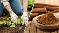 Kako nanijeti cimet u prahu na biljke bez pretjerivanja: doze, koraci i česte pogreške