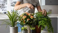 Kako čuvam svoje kućne biljke zimi. Nekoliko osobnih savjeta.