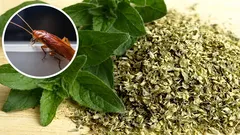 Kako otjerati žohare iz svog doma malom količinom origana: učinkovit kućni lijek protiv kukaca.