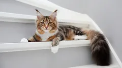 Maine Coon: Sve što trebate znati o ovom nježnom divu.