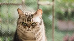 Što mačka doživljava kao izdaju