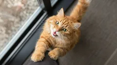 7 znakova koje mačka daje kada traži pomoć