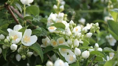 Biljka koja se naziva "izvor sreće": njezin miris poboljšava raspoloženje i umiruje živce.