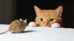 "Poklon" na podu: kako nježno odvratiti mačku od unošenja miševa u kuću i što učiniti s njezinim "trofejima"