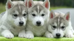 Kako naučiti štene da obavlja nuždu vani: metoda treninga korak po korak