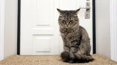  Mačke se ljute kad ih se ostavi same: ne samo da ih se zanemaruje, nego je to puno gore.