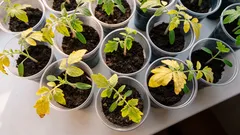 Postaju li listovi žuti? Kako hitno nahraniti sadnice i spasiti usjev