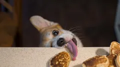 Zašto psi prosjače hranu za stolom: kako to zauvijek riješiti?