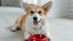 Zašto ne biste svom psu davali sirovo meso i 10 drugih namirnica s našeg stola koje se ne preporučuju psima