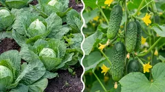 Što se događa ako posadite kupus pored krastavaca: pogreška ili ispravna odluka