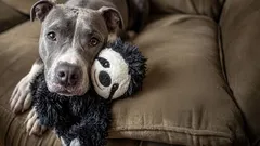 7 korisnih pravila koja mogu produljiti život vašeg psa