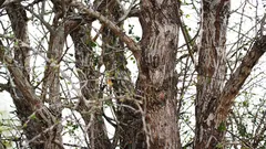 Sova sjedi na drvetu, ali je ne mogu svi vidjeti. Jesi li je uspio uočiti?