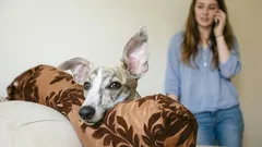 Pazi, pas sluša: što vaš ljubimac razumije iz vaših razgovora?