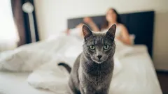 Kako spriječiti mačku da vas budi u pet ujutro: isprobajte ovaj pristup