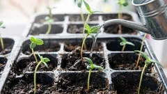 Kako zalijevati sadnice da spriječite crnu nogu: zlatno pravilo zalijevanja