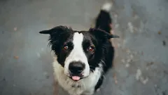 Kako psovanje utječe na pseću psihu: istina koju vam na treningu neće reći