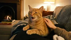 Mačka nam zahvaljuje, ali je otjeramo. Kako ne biste propustili važne znakove svog kućnog ljubimca