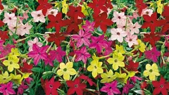 Slatki duhan je savršen mirisan cvijet za februarske sadnice.