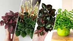 Najzanimljivije i najpopularnije vrste peperomije