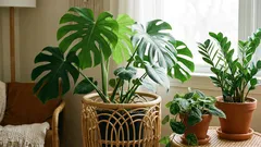 5 trendi biljaka koje su danas nezaobilazne u gotovo svakom domu.