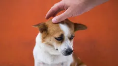 7 stvari koje živciraju vašeg psa, a da to i ne shvaćate