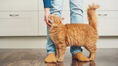 Opsesija mačke svojim vlasnikom: zašto me mačka prati u stopu?