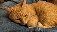 Kritičke pogreške vlasnika koje skraćuju život njihovih mačaka