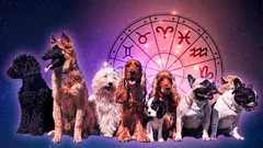 Koja pasmina psa je savršena za vaš znak zodijaka: otkrijte svog idealnog krznenog prijatelja