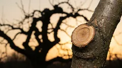 Kako spriječiti drveće da raste kako bi rodilo plodove: 3 pogreške u rezidbi koje mnogi čine