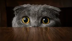 Čega se mačke zaista boje: Top 5 najčešćih fobija