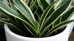 Žive desetljećima: klasične kućne biljke. Nenametljive i lijepe.