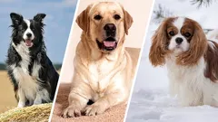 Nervozne pasmine pasa: 5 pasmina koje su tjeskobnije od drugih