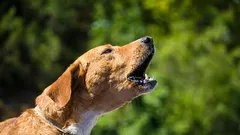 Kako spriječiti psa da nepotrebno laje u vašem stanu bez vičenja ili kazne