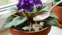 Jedna žlica ispod korijena — i ljubičica će neprestano cvjetati: listovi neće biti vidljivi iza cvjetova.