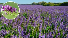 Ova biljka brzo povećava plodnost čak i pjeskovitih tala i vrlo je korisna. Možete je zasaditi sada.